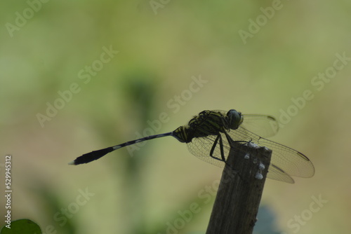 dragonfly on a leaf