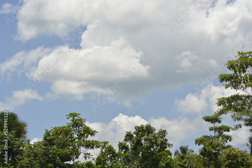 sky and trees