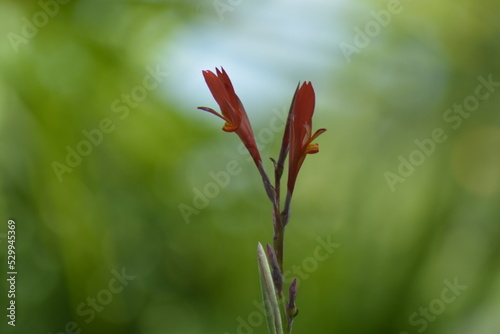 red and green