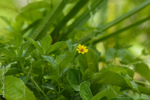 yellow flower in the garden