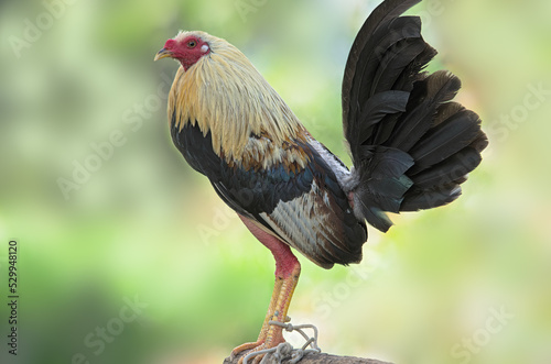 Gamecock bred for cockfighting shown in Chiriqui, Panama. photo