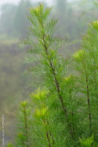 Artemisia scoparia or false dill tree photo