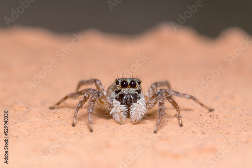 Female Menemerus semilimbatus spider staring from a wall