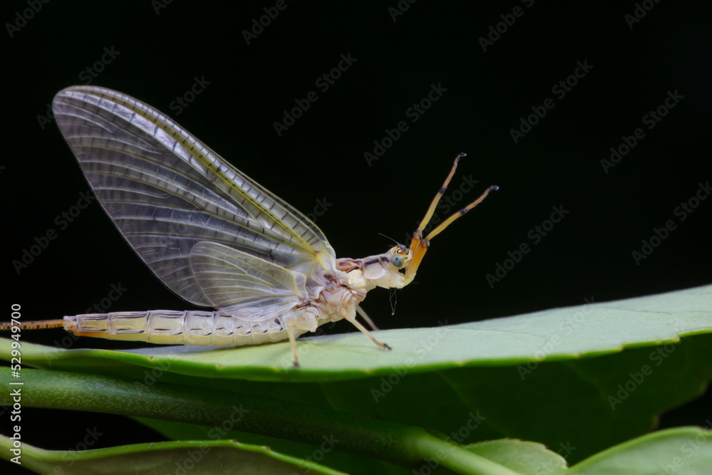 A mayfly lives in the wild, North China