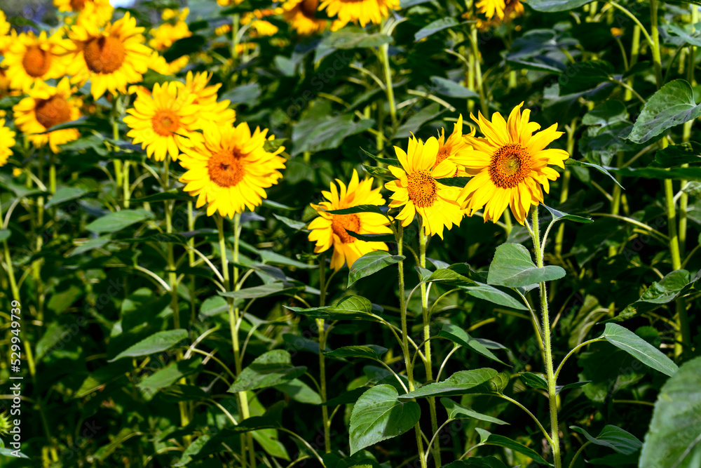 a field with sunflowers on a sunny day and a road along the field a field with sunflowers on a sunny day and a road along the field