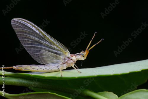 A mayfly lives in the wild  North China