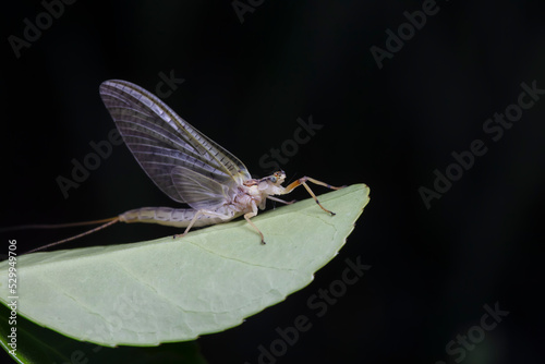 A mayfly lives in the wild, North China