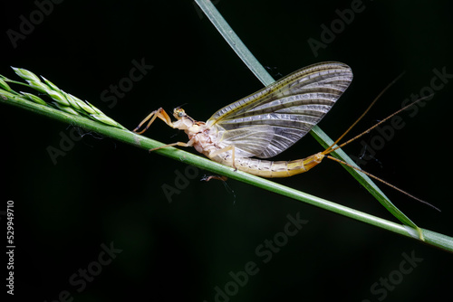 Tableau sur toile A mayfly lives in the wild, North China