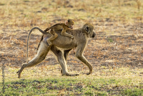 Ein laufendes Pavian Weibchen tr  gt ihr Junges huckepack in der Seitenansicht