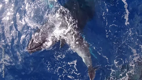 lovely view of Humpback Whale cow play with calf near water surface