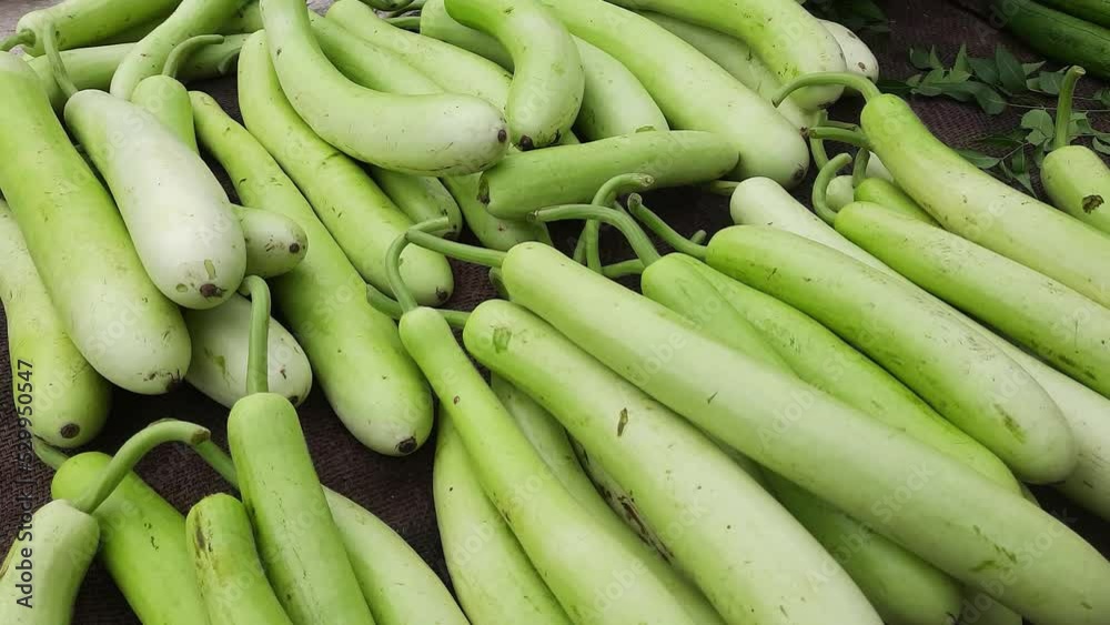 Bottle Gourd For Sale In Market. Collection of Calabash Lagenaria Siceraria Also Known As Bottle Gourd in the Market for Sale. Harvested green vegetable bottle gourd,Lagenaria Siceraria Calabash Gourd Bottle Gourd For Sale In Market. Collection of Calabash Lagenaria Siceraria Also Known As Bottle Gourd in the Market for Sale. Harvested green vegetable bottle gourd,Lagenaria Siceraria Calabash Gourd