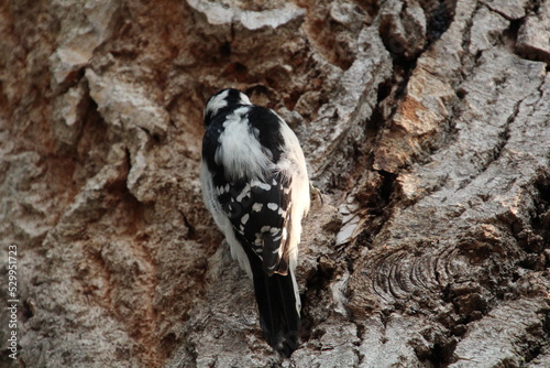 Downy Woodpecker On The Tree, Fort Edmonton Park, Edmonton, Alberta