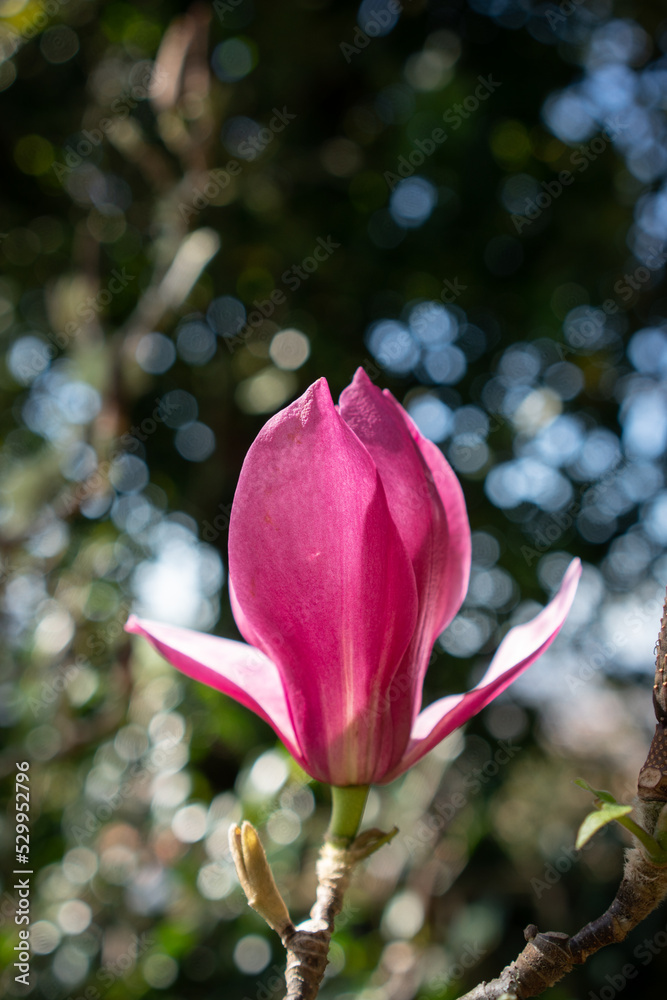 Obraz premium Closeup of a Magnolia Flower Vertical