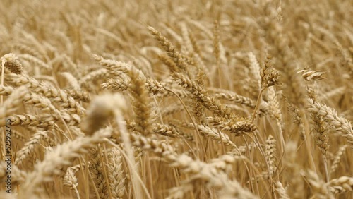 A field of ripe yellow ears of wheat ripples in the wind. The concept of agriculture. Problems of the world food crisis. Close-up, selective focus