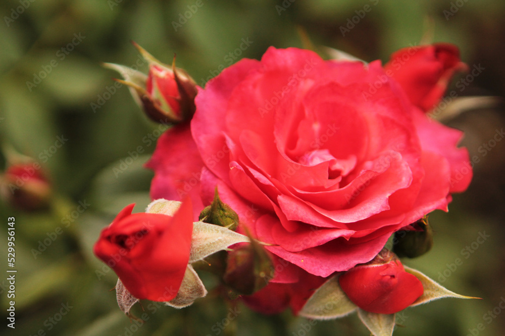 The inflorescence of red roses shines and rejoices in the sun The inflorescence of red roses shines and rejoices in the sun