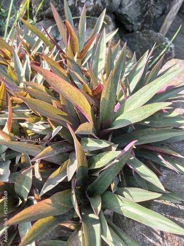 a photo of an ornamental plant named adam eva. beautiful and charming