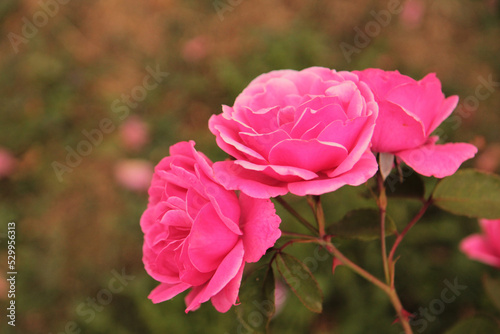 Three pink roses have opened their buds and are smiling at the sun