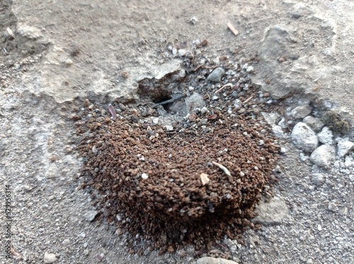 a photo of the hole from the ant house on the ground