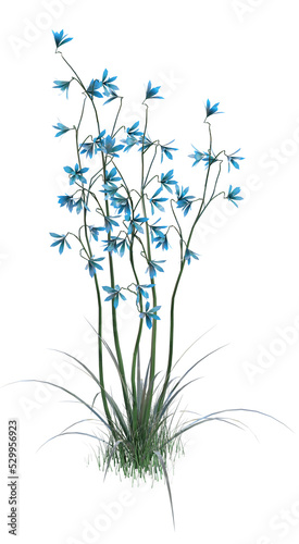 Slika na platnu Illustration of an ornamental grass with blue flowers