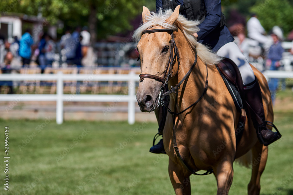 Fototapeta premium Portrait of horse in competition with rider's legs in whirlwind, mounted on horse