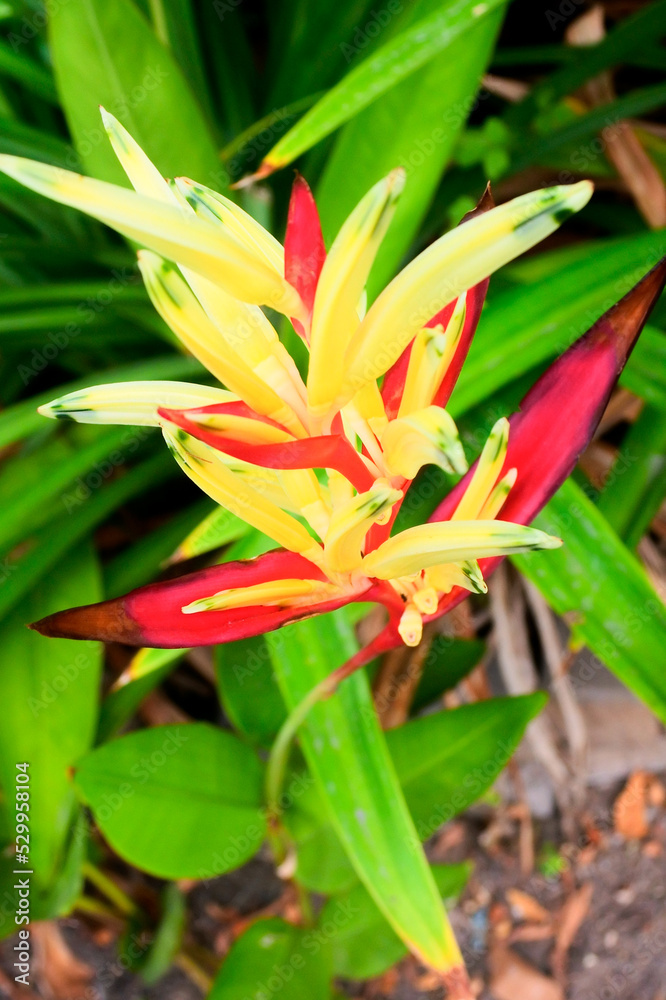 Heliconia psittacorum red and yellow flower Heliconia psittacorum red and yellow flower