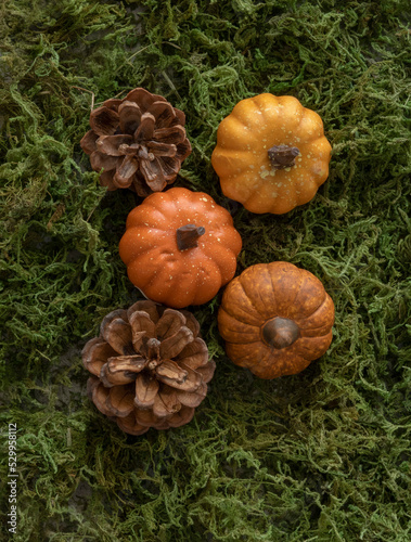 Orange and Yellow Pumpkins and Brown Cons on a Green Moss. Thaksgiving Composition Without Text. Harvest  Time. Halloween Flat Lay. photo