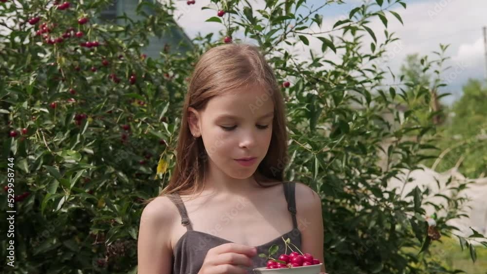 A happy girl is eating a natural organic red ripe cherry in the orchard. Hands take cherries from a white bowl, plate. Harvest of ripe cherries A happy girl is eating a natural organic red ripe cherry in the orchard. Hands take cherries from a white bowl, plate. Harvest of ripe cherries