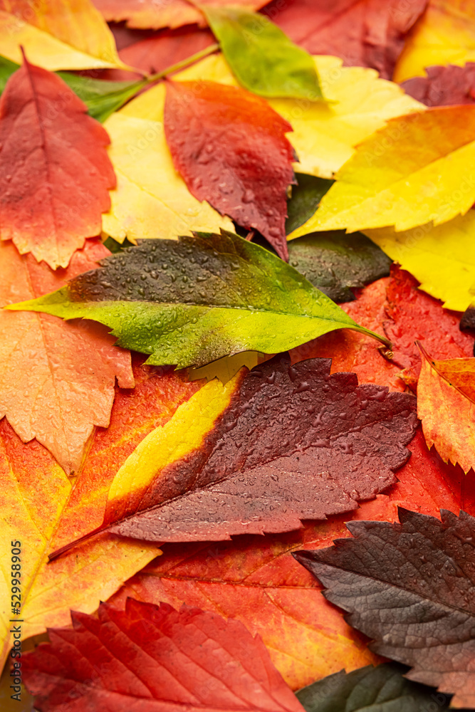 Wet autumn coloured leaves background. Fall leaves with raindrop. Wet autumn coloured leaves background. Fall leaves with raindrop.