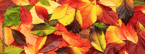 Wet autumn coloured leaves background. Fall leaves with raindrop.