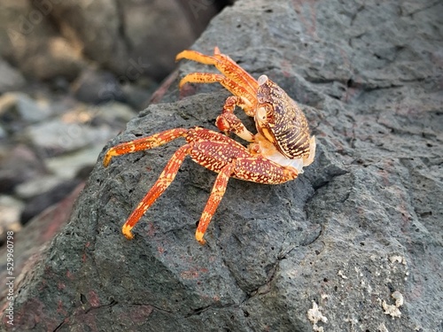 Crab spotted over the stone at Geopark ciletuh