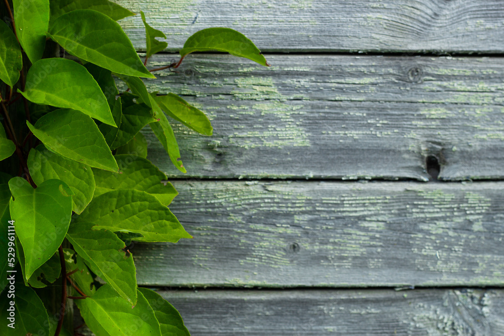 Background wooden blue substrate and green plant. Background wooden blue substrate and green plant.