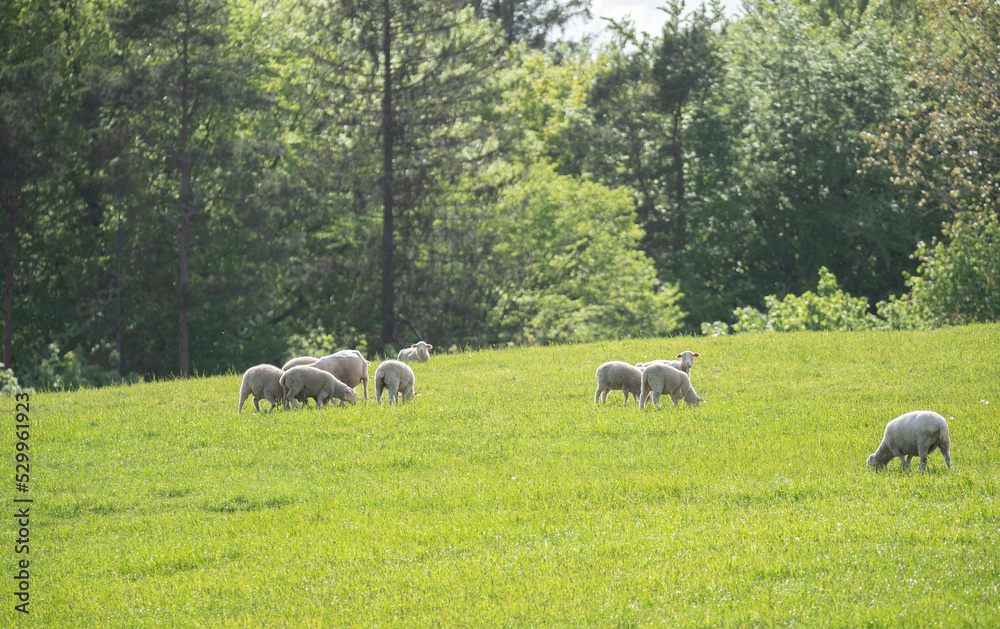Sheep on a green pasture on a hillside. Fresh spring green grass. Sheep farm.