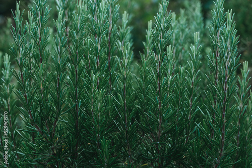 frische Rosmarin Pflanze im Garten als Hintergrund. Einzelne Zweige in Schärfe und Unschärfe. Geringe Tiefenschärfe. Für ätherisches Öl, als Gewürz photo