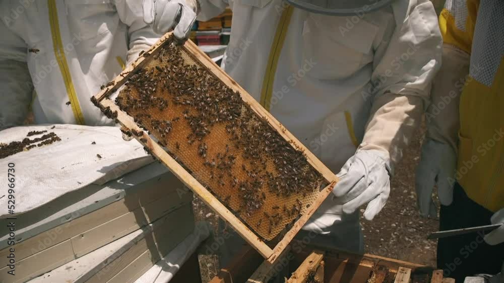 Beekeeping Beekeepers who take care of bees to produce honey Beekeeping Beekeepers who take care of bees to produce honey