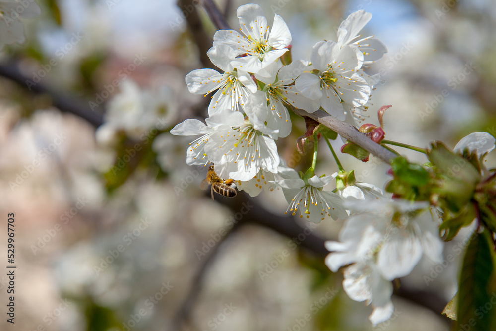 Fototapeta premium Close up view of working honeybee on white flower of sweet cherry tree. Collecting pollen and nectar to make sweet honey.