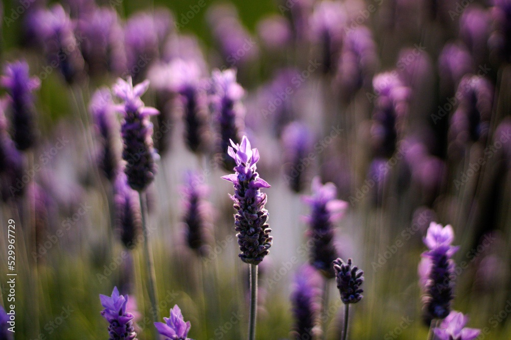 Obraz premium Flowers and Bees 