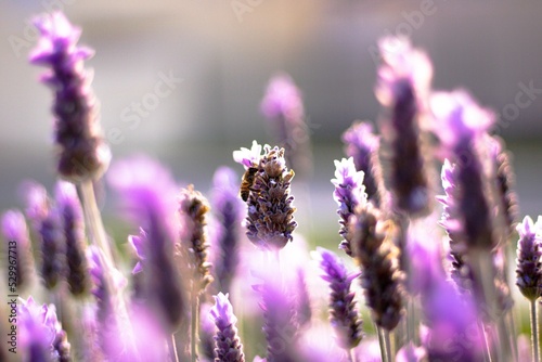 Flowers and Bees 
