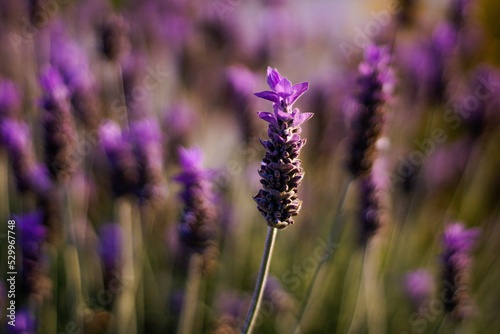 Flowers and Bees 