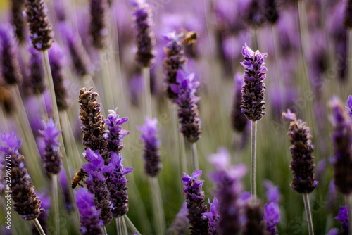 Flowers and Bees 