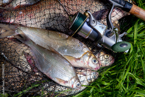 Two freshwater white bream or silver bream on keepnet with bronze breams or carp breams on green grass and fishing rod with reel on natural background..