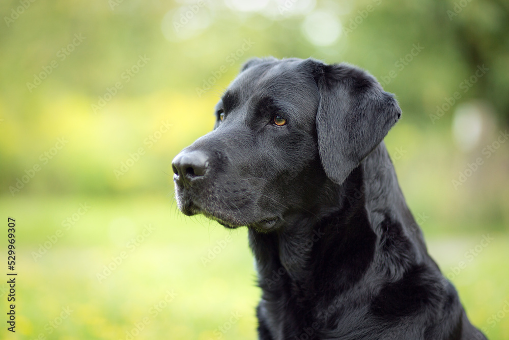 black labrador in the nature