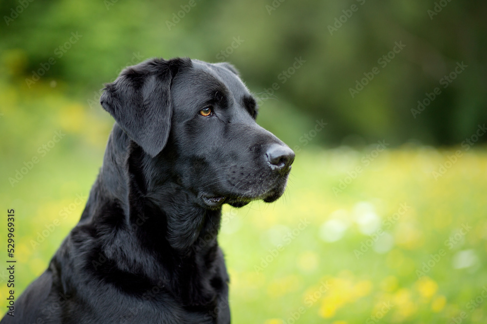 black labrador in the nature