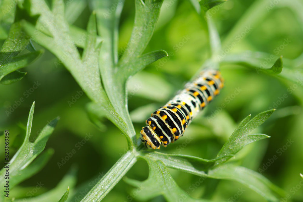 A larva of a swallowtail butterfly eating a carrot leaf.