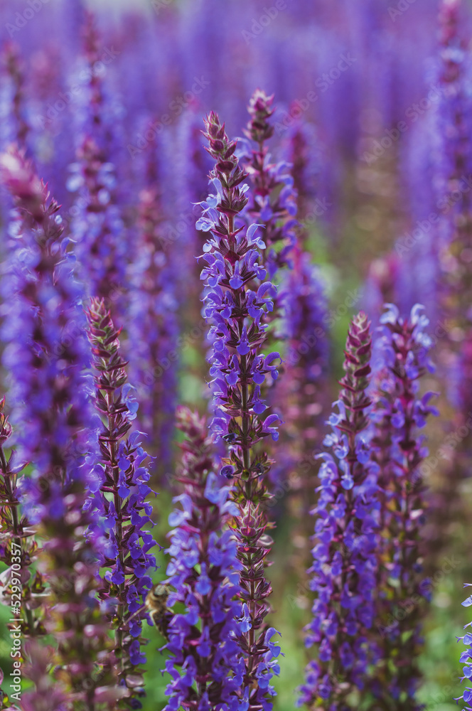 Fototapeta premium Field of blooming sage in bright sunlight. Salvia officinalis or sage, perennial plant, blue purple flowers