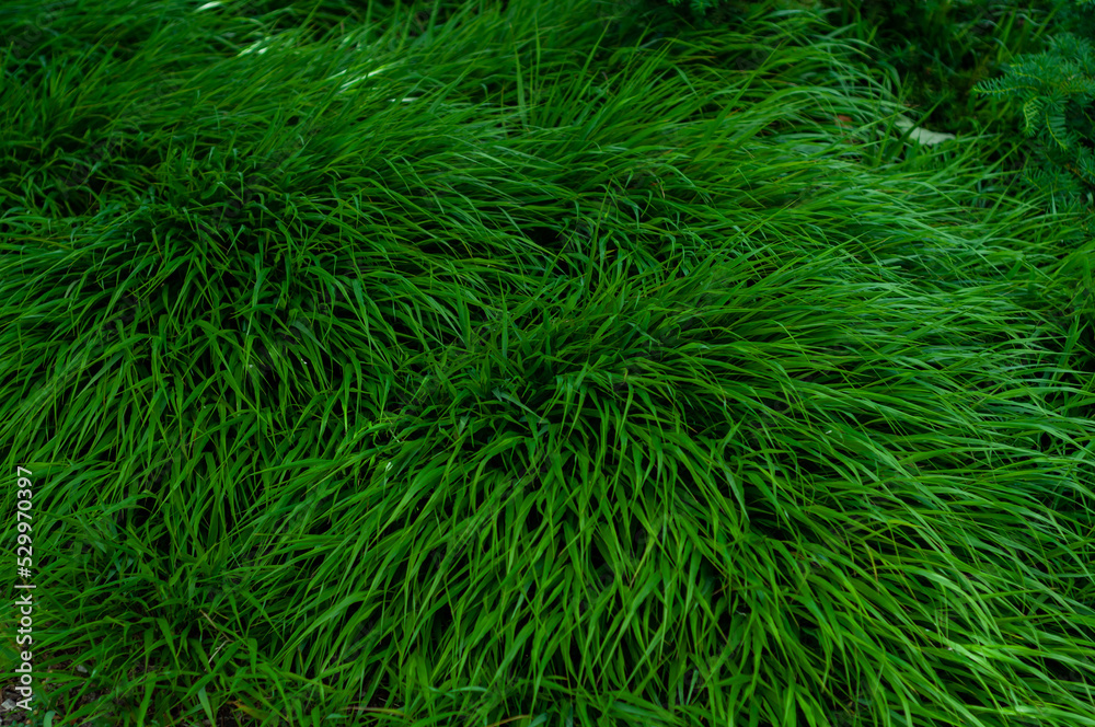 evergreen grass growing in a dense cushion, beautiful green background evergreen grass growing in a dense cushion, beautiful green background