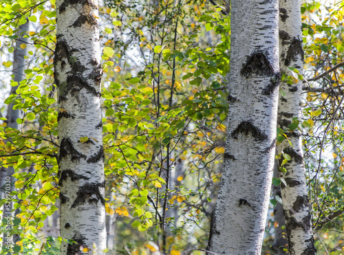 Fototapeta Naklejka Na Ścianę i Meble -  Forest landscape. Birch forest in August. White trunks with branches and foliage. The beauty of the nature of Eastern Siberia