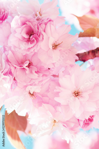 Blossoming cherry tree branch with pink flowers  beautiful blooming Japanese sakura close-up.