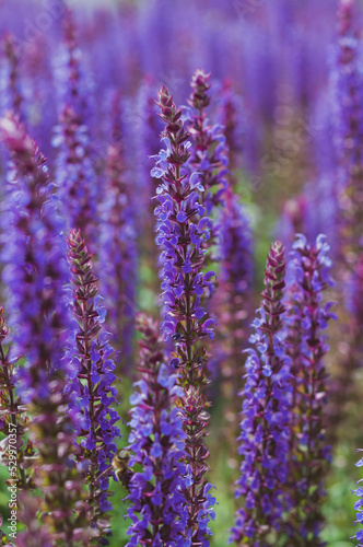 Field of blooming sage in bright sunlight. Salvia officinalis or sage  perennial plant  blue purple flowers