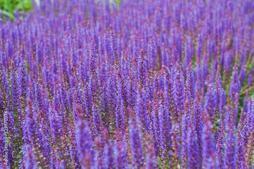 Field of blooming sage in bright sunlight. Salvia officinalis or sage, perennial plant, blue purple flowers