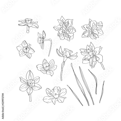 Set of botanical elements drawn by hand. Flowers, buds, leaves of daffodils. Narcissus.